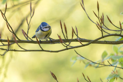 Bird perching and posing on a budding branch, cyanistes caeruleus. springtime in england