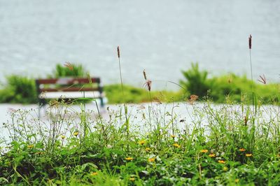 Close-up of plants against lake