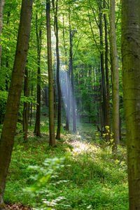 Scenic view of forest