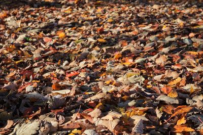 Ground covered by golden brown leaves in winter