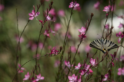Close-up of butterfly on pink flowering plants