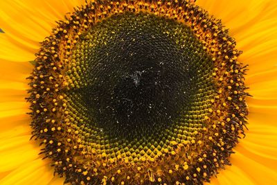 Close-up of sunflower