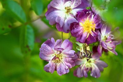 Close-up of purple flowering plant