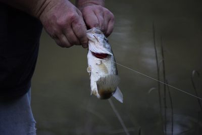 Close-up of man holding fish