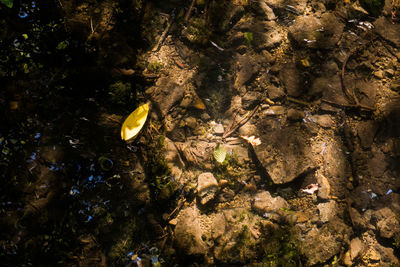 High angle view of leaves in water at night