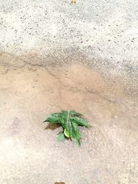 High angle view of green leaf on land