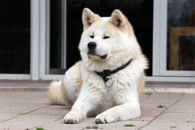 Portrait of a dog looking away