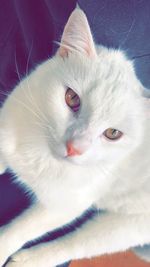 Close-up portrait of cat