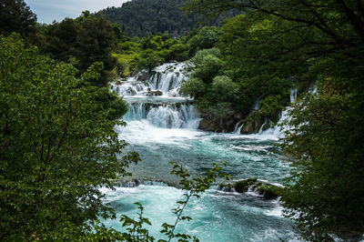 River flowing amidst trees in forest