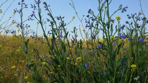 Close-up of yellow flowering plants on field against sky