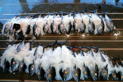 Close-up of sushi fish on ice