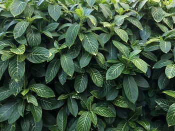 Full frame shot of green leaves