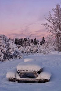 Snow covered trees against sky during sunset