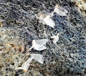 High angle view of feather on dry leaf