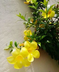 Close-up of yellow fruits