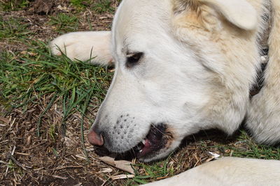 Close-up of a dog on field