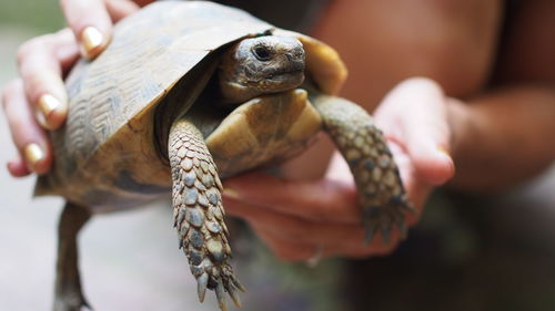 Close-up of hand holding leaf