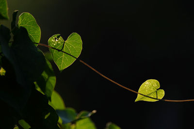 Close-up of green leaves