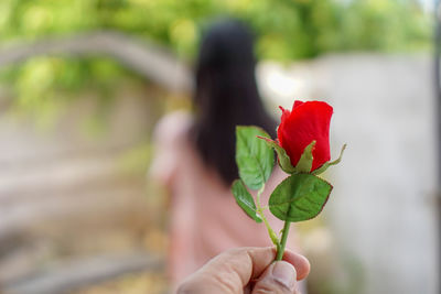 Close-up of hand holding rose