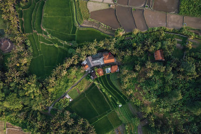 High angle view of road amidst trees