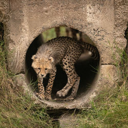 Cheetah cub by stone hole in forest