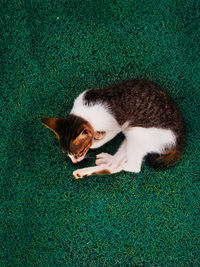 High angle view of cat lying down on grass