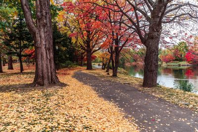 Trees in park during autumn