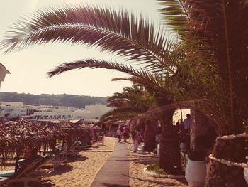 Palm trees on footpath