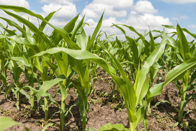 Close-up of crops growing on field