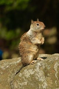 Close-up of squirrel on rock