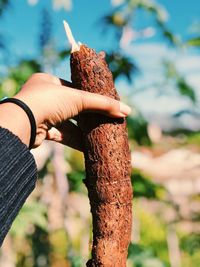 Close-up of woman hand holding cassava