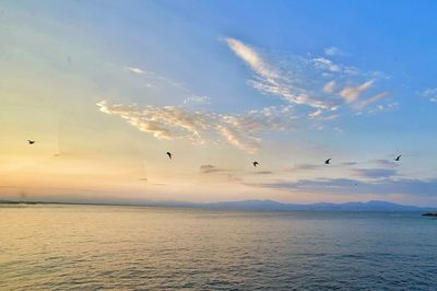 Birds flying over sea against sky