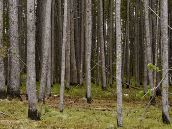 Pine trees in forest