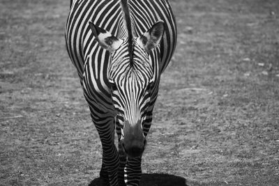 Zebra standing on field