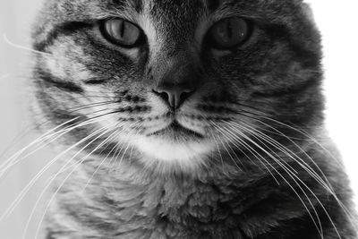 Close-up portrait of cat