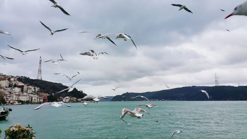 Seagulls flying over sea