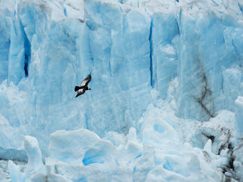 High angle view of bird flying in snow