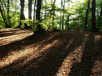 Trees in forest