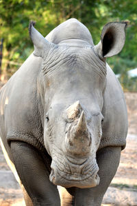 White rhinoceros is the third most massive remaining land animal in the world.