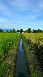 Scenic view of agricultural field against sky