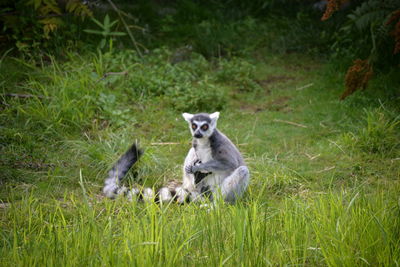 Animal sitting on grass