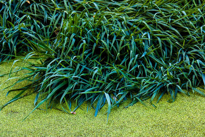Full frame shot of plants