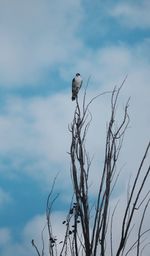 Low angle view of bird perching on bare tree against sky