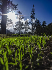 Surface level of trees on field against sky