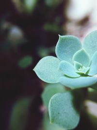 Close-up of succulent plant