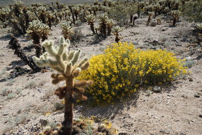 Yellow cactus growing in desert