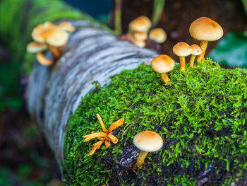 Close-up of mushrooms growing on field