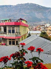 High angle view of red flowering plants by houses in city