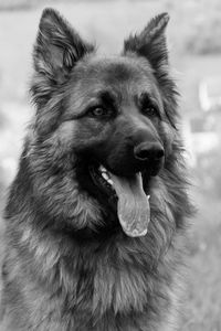 Close-up portrait of a dog