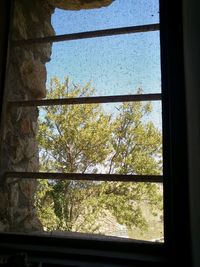 Trees seen through window
